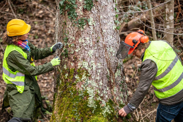 Best Arborist Consultation Services  in Coldspring, TX