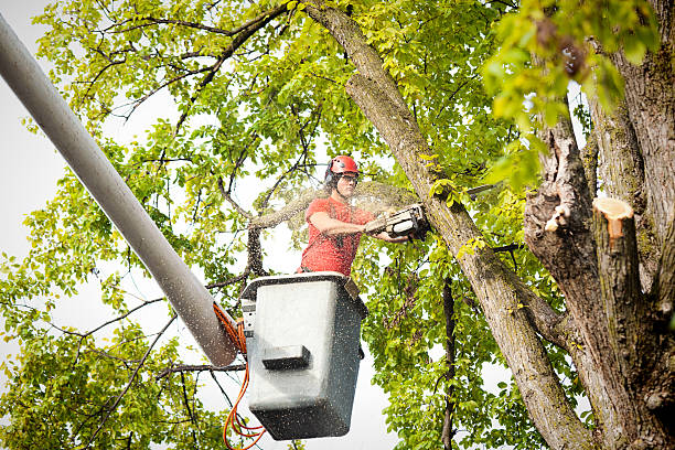 Best Tree Preservation Services  in Coldspring, TX