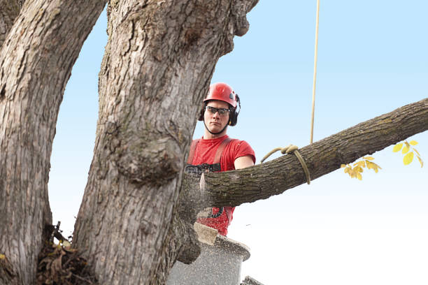 Best Commercial Tree Services  in Coldspring, TX